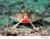 Морские существа, похожие на инопланетные формы жизни