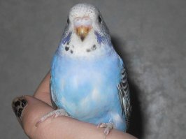 Существуют, так же себя ведут, когда прирученые ))) Зубы только не чистят с кофе ))