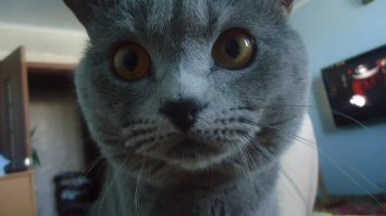 каждое утро я вижу картину...