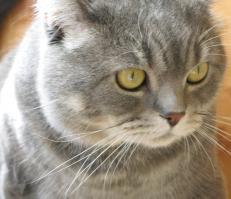 А мой жирокот даже на фотографии не помещается полностью))