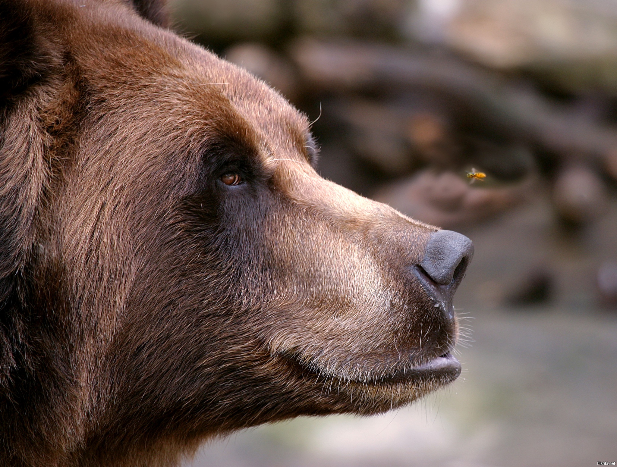 Бурый медведь голова. Морда медведя. Нос медведя. Глаза медведя. Медведь фото.