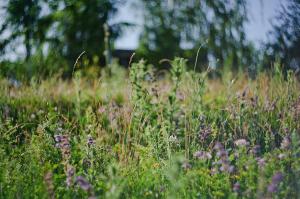 никакого фотошопа, гелиос. ФА Никон д700