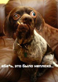 Милейшие косоглазые коты, чей изъян делает их уникальными