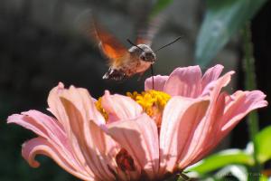 Спасибо. Не знал как это называется. В Кахетии сфоткал. Тяжело его на мыльницу снять, быстро перемещается.
Вот ещё, он-же;