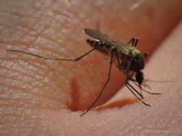 Моя клешня и комар обыкновенный. Снято на мыльницу.