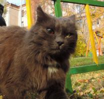 Встретил на улице. Очень добрый Котэ.