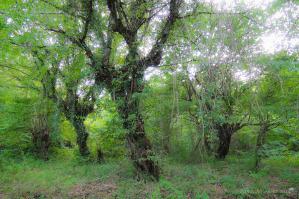 Лес в Кахетии (Грузия). Когда я пошёл его фоткать, меня предупредили, что там на ветвях может быть Гюрза...