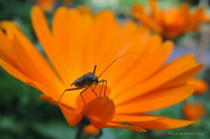 На мыльницу наснимал;