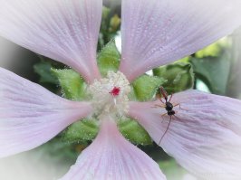 На мыльницу наснимал;