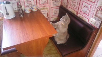 Мой котейко всегда так делает...