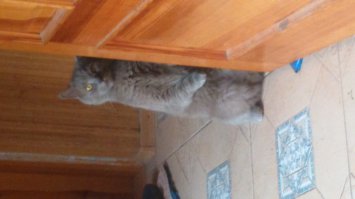 перевернуть не могу, к сожалению.... С телефона на фишках