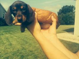 Горячая собака.