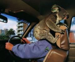 раз видео без продолжения, но его выложили, то наверно остатки бедолаг были найдены)))
P.S. медведи крайне хитры и коварны, предпочитают нападать неожиданно и быстро.