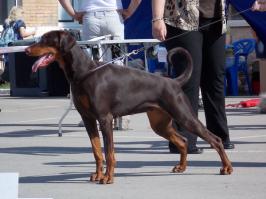 Вот так теперь выглядят доберманы: