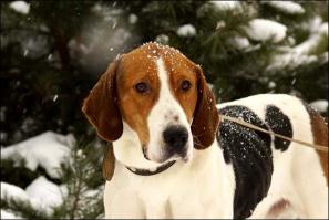 По поводу русской пегой гончей сильно поспорю: откуда информация, что порода вымерла? Зайдите на авито - полно объявлений о продаже щенков; есть питомники, в МООИРе секция... Вот настоящая гончая: