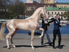 Вот вам еще офигенная лошадка (правда, сколько стоит не знаю)))): Ак Гёз Гели - ахалтекинец изабелловой масти