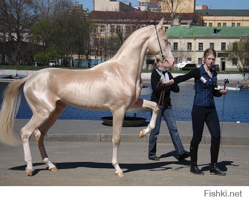 Вот вам еще офигенная лошадка (правда, сколько стоит не знаю)))): Ак Гёз Гели - ахалтекинец изабелловой масти