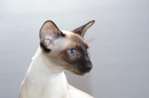 А вырастет вот таким вот красавцем: