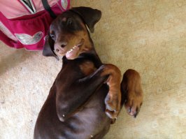 Красивый добер! Такие они на картинках. А вот такие в жизни: