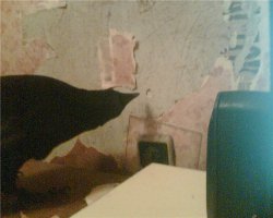 А почему в посте не рассказали о том, как этот ворон живет в квартире: расковыривает стены, отрывает обои, перекусывает провода, отрывает все ручки, кнопки и т.п. Вот фотки этой же птицы в быту: