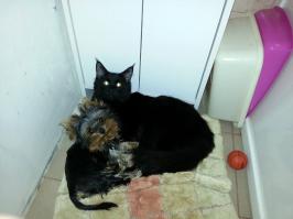 Йорк и котенок Мейна :)