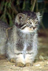 Котята Манула, Сервала, Оцелота и Барханной кошки)