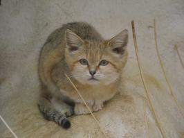 Котята Манула, Сервала, Оцелота и Барханной кошки)