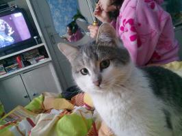 у нас с женой три года назад был кот, вот он на фото. живем мы в частном доме, и кот естественно гулял на улице, когда хотел. однажды ранней весной он пропал на три дня. мы думали загулял, бывает; хотя жена сильно переживала, (животных она очень любит, а в Васе души не чаяла). и вот через три дня он вернулся грязный, вонючий и все брюхо в крови. мы тут же повезли его к ветеринару. осмотр показал, что якобы мочекаменная болезнь, кот не может мочиться сам из-за камней и от этого кровь. осмотр и укол обошлись где-то 500 р плюс лекарства около 2т.р. сказали, что через пару дней пройдет, нужно несколько раз вдень выдавливать мочу руками и ставить уколы. но не прошло - привезли снова. на приеме был другой врач, который уже поставил другой диагноз, сейчас уже не помню. выписал новые лекарства опять на Н-ную сумму, и отправил еще на пару дней. но коту не становилось лучше. и спустя еще 2 дня мы повезли его снова. и снова другой врач, который теперь отправил нас на узи и еще велел срочно делать переливание крови, т.к. у кота внутреннее кровотечение уже почти неделю. с горем пополам но в этот же день нашли донора для переливания и повезли обоих котов на процедуру в клинику на другой конец города. перед переливанием сделали узи - выяснилось, что у Васи, разрыв стенки мочевого пузыря и здоровая гематома в результате сильного удара по животу. нас поставили перед выбором: усыпить кота или делать операцию - удалить сгустки крови из мочевого и надеяться, что он выживет. кто-то скажет, что ненужно было мучить животное, а взять и усыпить, но глядя на него, я видел не мучения и боль, а борьбу за жизнь. да и глядя в зареванные глаза жены, не мог я сказать, что нужно усыпить, что шансов у него мало, и мы лишь продлеваем его страдания. в общем, согласились на операцию, предварительно сделав переливание. не помню сколько точно по финансам обошлась операция, переливание, узи и двое суток стационара, но сумма эта сильно истощила наш бюджет и заставила влезть в долги. самое главное. что после 3х дней в стационаре Вася вроде пошел на поправку, кровотечение прекратилось, он начал есть самостоятельно, но вот справить нужду по-прежнему не мог. нам сказали,что это пройдет через опять же пару дней. прошло 4 дня, Вася уже нормально ел, но ходил как-то с трудом, подволакивая задние лапы и все еще самостоятельно не мочился и не какал. мы повезли его снова  к ветеринару, осмотрев кота, он заключил, что у Васи перелом позвоночника в основании хвоста и что скорее всего поврежден центр, отвечающий за мочеполовую систему, что он никогда не сможет сам справить нужду, нормально ходить, а в дальнейшем и того хуже постепенно отнимутся задние конечности ну и т.д., в общем проживет он еще не более двух лет в муках.
какой у меня был выбор? конечно она рыдала, и просила дать ему еще один шанс, обещала, что будет ухаживать за ним. НО как он будет жить, если передвигаться по дому он не может,т.к. из переполненного мочевого постоянно сочится моча, да и процесс его опорожнения причинял коту немало страданий. он был обречен постоянно сидеть в клетке и несколько раз в день проходить через мучительные процедуры. 
когда на следующий день я увез его обратно в клинику и вышел оттуда уже без него, из глаз моих непроизвольно полились слезы, я рыдал, сидя в машине минут пятнадцать, как младенец, трудно это объяснить. я видел, как умирали люди, я хоронил троих своих друзей, но это другое...совсем все иначе, когда ты решаешь, что он должен умереть и даже не можешь объяснить ему всех причин.
прошу прощения за много букв.