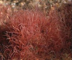 похоже на трубочник