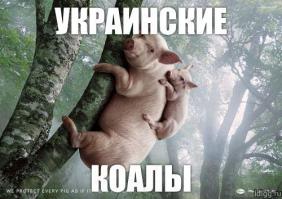 Фишкина солянка за 16.08.2014 