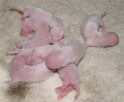 Не знаю как можно перепутать соболенка с крысенком, вот фото малышей хорьков