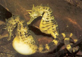 По праву самым заботливым папой в животном мире можно считать самца морского конька. У самцов на брюшке имеется специальная сумочка. Именно в нее самка откладывает икринки, а дальше все заботы ложатся на плечи папаши. Он должен икру оплодотворить, выносить до состояния жизнеспособных мальков и выпустить на волю. Конечно, при таком способе размножения опасность для потомства сводится к минимуму, но количество отложенных икринок невелико – от 20 до 200.