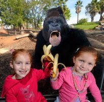 Фотобомбы и фотобомбочки с животными