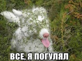 Не кот но все же=)