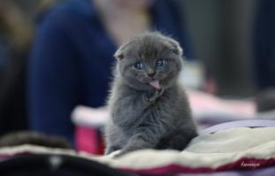 Коты и девушки 