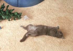 Мой британец так же валяется на спине,вывалив всё своё хозяйство.