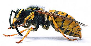 Всегда испытываю неподдельный страх, при звуке приближающегося ШЕРШНЯ. Гудит как межконтинентальный бомбардировщик!
Был случай у нас в деревне. Мне было лет 15, отец послал меня на чердак, что то там найти, через минуту я в ужасе спускаюсь  и говорю, что там гнездо шершней размером с 12ти литровое ведро... На что отец говорит, что это фигня, берет палку, и со словами "Щас я их разгоню" накидывает плащ и лезет на верх. Через некоторое время он спустился не соло нахлебавши... Шершни на месте, у отца одна ляшка в два раза больше второй, и отбитый затылок. Считаю, что легко отделался