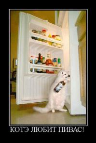 Двухмесячный котёнок