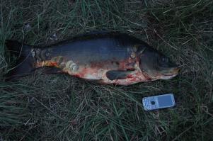 И карпик тоже оттуда)