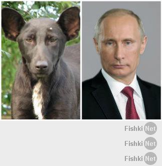 Животные и их маленькие копии