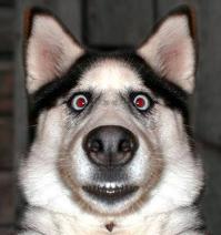 Бля! Во ****ит!!!