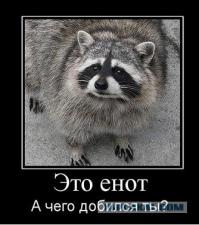 Енот как домашнее животное