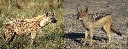 Слева лайкодрочер форестгамп,а справа его двоюродный брат..