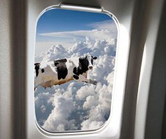 В 1997 году в Японском море потерпел крушение траулер. Рыбаки в один голос божились, что они подверглись нападению НЛК (Неопознанной Летающей Коровы), которая спикировала на рыболовецкое судно.

Траулер благополучно пошел на дно, рыбаков спасли, но корову так и не нашли.

Конечно же, бедолагам никто не поверил и самые ретивые члены экипажа, упорно доказывавшие существование НЛК, были отправлены на принудительное лечение в псих-диспансер.

Через две недели после этого случая, ВВС Российской Федерации проинформировали Японское правительство о том, что члены экипажа одного из российских грузовых самолетов украли и провели на борт корову. Во время полета перепуганное животное начало носится по грузовому отсеку и экипаж принял решение избавится от неспокойного груза. Они открыли шлюз и животное, почуяв путь на свободу, сигануло вниз с высоты свыше 10 километров, когда самолет пролетал над Японским морем!