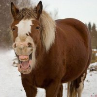 Врут все!На зелёный я шла!