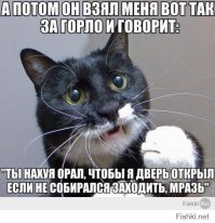 Смешные коты подборки