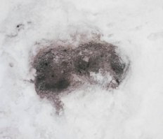 В одном из предыдущих постов лайкодрочера форестгампа,эта картинка означала выброшенного на снег украинскими солдатами детдомовского ребёнка!Насмерть замёрзшего!Лайки не пахнут?