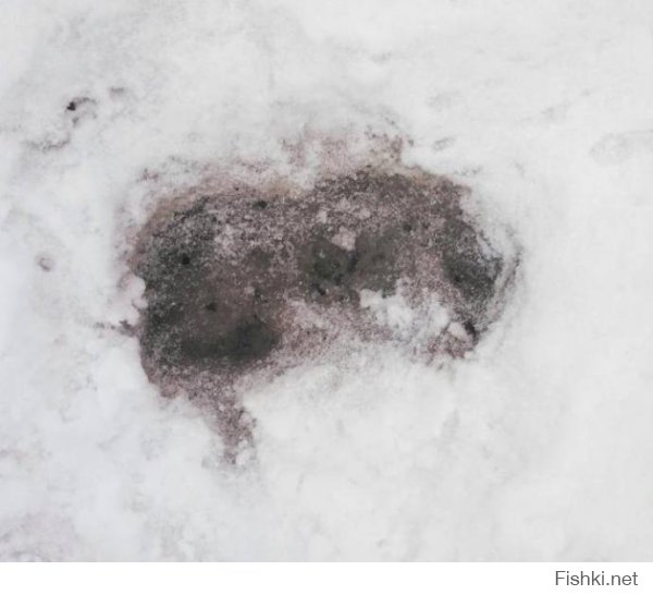 В одном из предыдущих постов лайкодрочера форестгампа,эта картинка означала выброшенного на снег украинскими солдатами детдомовского ребёнка!Насмерть замёрзшего!Лайки не пахнут?