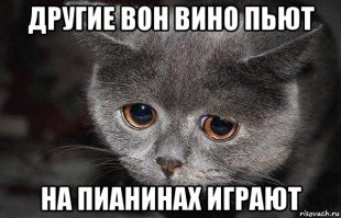 Вино, пианино и кино для кошек (2 фото+видео)