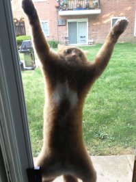 коте ШИКАРЕН! =)